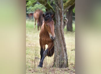 Noriker, Wallach, 3 Jahre, 160 cm, Brauner