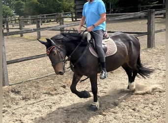 Noriker, Wallach, 3 Jahre, 160 cm, Dunkelbrauner