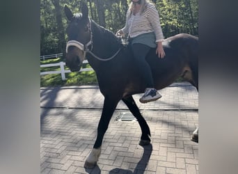 Noriker, Wallach, 3 Jahre, 160 cm, Dunkelbrauner