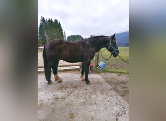 Noriker, Wallach, 3 Jahre, 165 cm, Rappe