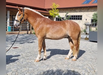 Noriker, Wallach, 3 Jahre, 166 cm, Dunkelfuchs