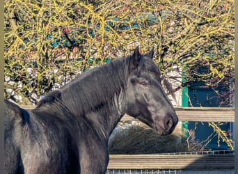 Noriker, Wallach, 3 Jahre, Rappschimmel