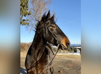 Noriker, Wallach, 4 Jahre, 148 cm, Rappe