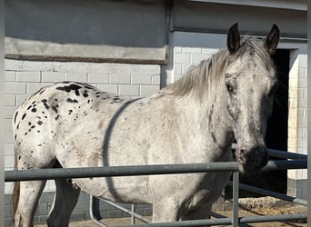 Noriker, Wallach, 4 Jahre, 149 cm, Tigerschecke