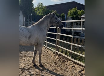 Noriker, Wallach, 4 Jahre, 149 cm, Tigerschecke