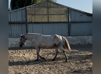 Noriker, Wallach, 4 Jahre, 149 cm, Tigerschecke