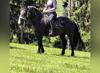 Noriker, Wallach, 4 Jahre, 152 cm, Schwarzbrauner