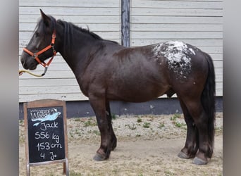 Noriker, Wallach, 4 Jahre, 153 cm, Schwarzbrauner