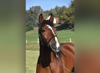Noriker Mix, Wallach, 4 Jahre, 156 cm, Brauner
