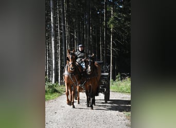 Noriker Mix, Wallach, 4 Jahre, 156 cm, Brauner