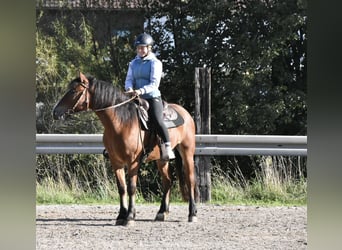 Noriker Mix, Wallach, 4 Jahre, 156 cm, Brauner