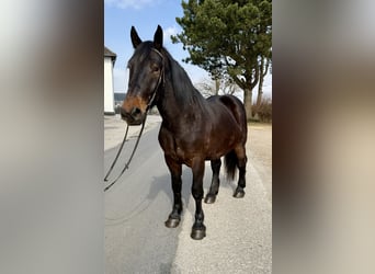 Noriker, Wallach, 4 Jahre, 160 cm, Dunkelbrauner
