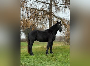 Noriker, Wallach, 4 Jahre, 160 cm