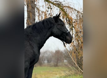 Noriker, Wallach, 4 Jahre, 160 cm