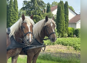 Noriker, Wallach, 4 Jahre, 160 cm, Fuchs