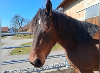 Noriker, Wallach, 4 Jahre, 162 cm, Brauner