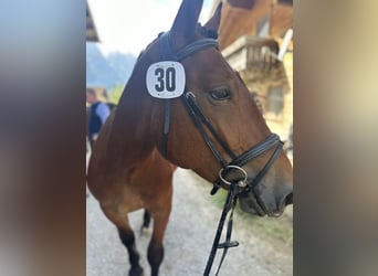 Noriker, Wallach, 4 Jahre, 163 cm, Brauner