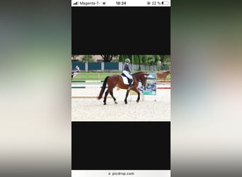 Noriker, Wallach, 4 Jahre, 163 cm, Brauner