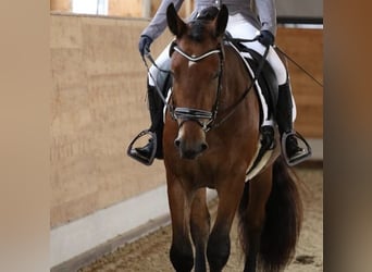 Noriker, Wallach, 4 Jahre, 163 cm, Brauner