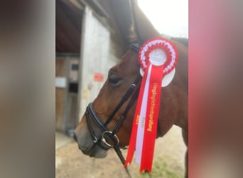 Noriker, Wallach, 4 Jahre, 163 cm, Brauner