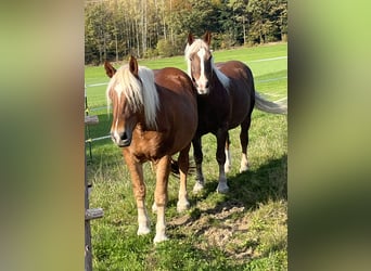 Noriker, Wallach, 4 Jahre, 165 cm, Dunkelfuchs