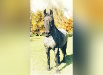 Noriker Mix, Wallach, 4 Jahre, 165 cm, Rappschimmel
