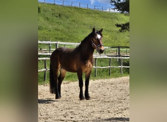 Noriker, Wallach, 4 Jahre, 166 cm, Brauner