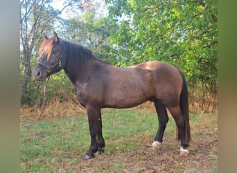 Noriker, Wallach, 4 Jahre, 172 cm, Rappe