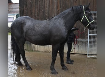 Noriker Mix, Wallach, 4 Jahre