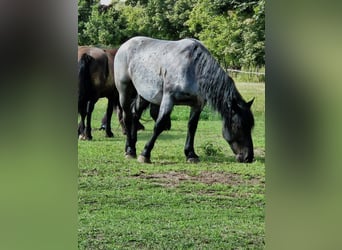 Noriker, Wallach, 4 Jahre