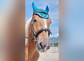 Noriker, Wallach, 5 Jahre, 160 cm, Fuchs