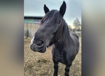 Noriker, Wallach, 5 Jahre, 162 cm, Rappe