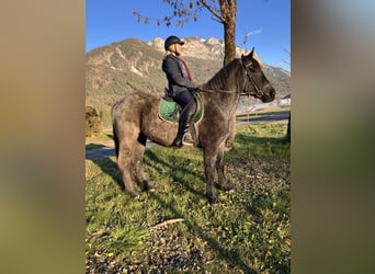 Noriker, Wallach, 5 Jahre, 163 cm, Blauschimmel