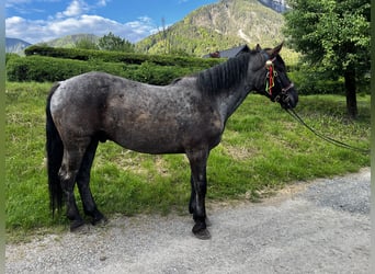 Noriker, Wallach, 5 Jahre, 163 cm, Blauschimmel