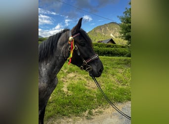 Noriker, Wallach, 5 Jahre, 163 cm, Blauschimmel