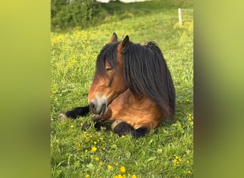 Noriker, Wallach, 5 Jahre, 163 cm, Brauner