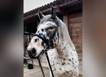 Noriker, Wallach, 5 Jahre, 163 cm, Tigerschecke