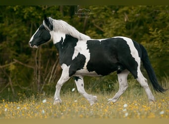 Noriker Mix, Wallach, 5 Jahre, 165 cm, Schecke