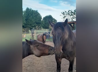 Noriker, Wallach, 5 Jahre, 165 cm, Schwarzbrauner