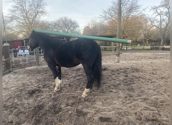 Noriker, Wallach, 5 Jahre, 170 cm