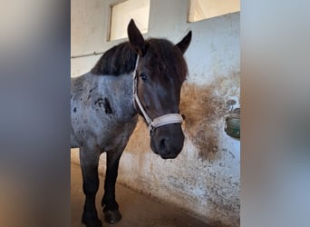Noriker Mix, Wallach, 6 Jahre, 156 cm, Roan-Blue