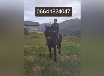 Noriker, Wallach, 6 Jahre, 162 cm