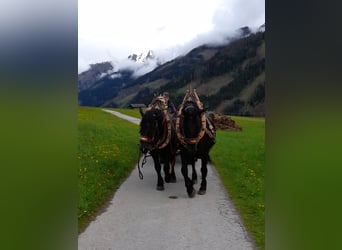 Noriker, Wallach, 6 Jahre, 162 cm