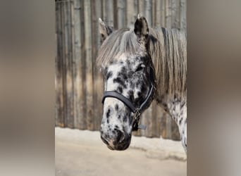 Noriker, Wallach, 6 Jahre, 162 cm, Tigerschecke