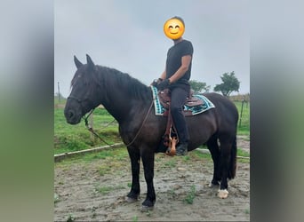 Noriker, Wallach, 6 Jahre, 164 cm, Rappe