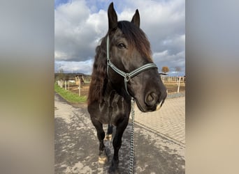 Noriker, Wallach, 6 Jahre, 165 cm, Rappe