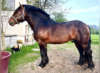 Noriker, Wallach, 6 Jahre, 167 cm, Brauner