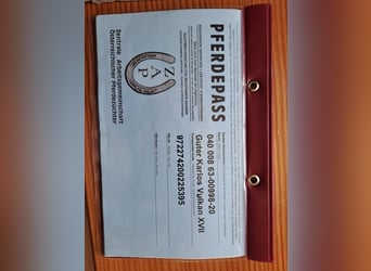 Noriker, Wallach, 6 Jahre, 172 cm