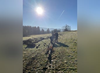 Noriker, Wallach, 6 Jahre