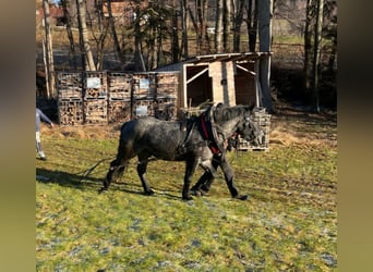 Noriker, Wallach, 6 Jahre